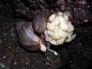Whelk-Buccinum-undatum-egg-laying