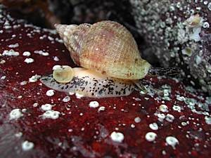 Whelk
